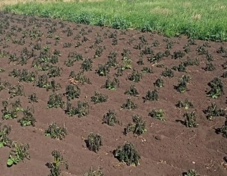 В нескольких районах Башкортостана садоводы остались без урожая из-за заморозков