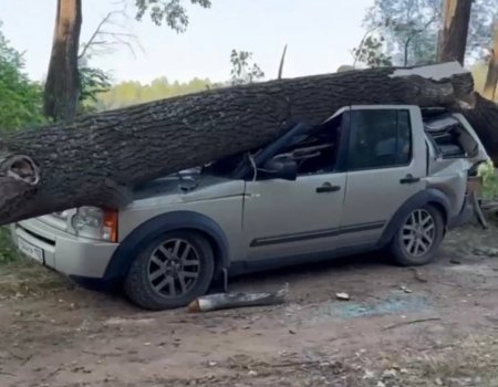 В Башкортостане беременная женщина пострадала от упавшего на палаточный лагерь дерева