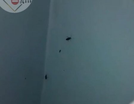 В минздраве Башкортостана прокомментировали видео с тараканами в больнице