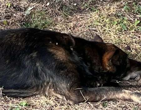 Житель Башкирии жестоко расправился с бездомной собакой