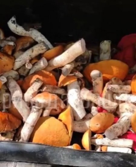 «Тихая охота» удалась: в Башкортостане грибники набрали полный багажник подосиновиков