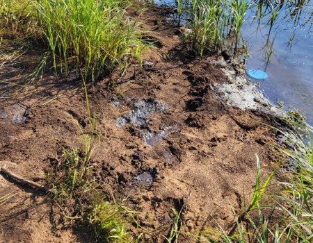 В минэкологии Башкирии сообщили подробности загрязнения реки Белой в Уфе нефтепродуктами