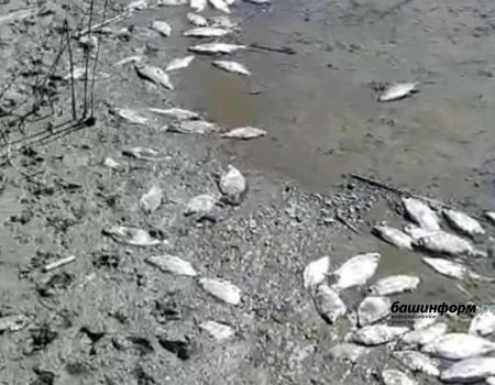 В минэкологии Башкортостана прокомментировали мор рыбы в Абзелиловском районе