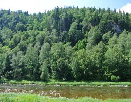 В Белорецком районе три женщины заблудились в лесу