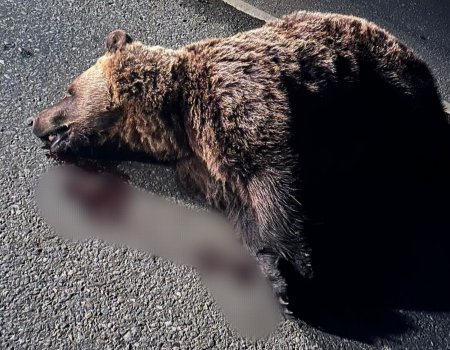 В Башкирии на трассе задавили медведя