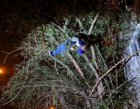 В Уфе мужчина выпал из окна высотки и застрял на дереве