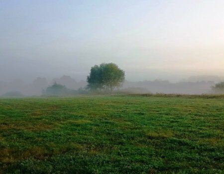 Природа, туман, поле, утро