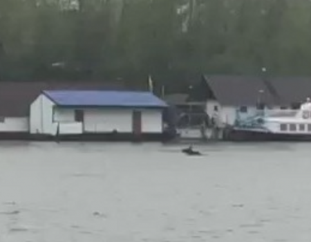 В Башкортостане полиция проводит проверку по факту убийства лося, переплывавшего реку