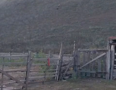 В Хайбуллинском районе медведи приблизились к деревне (видео)