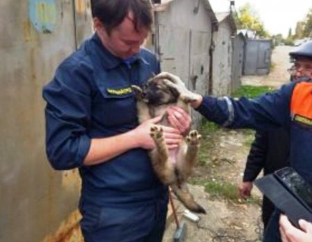 В Уфе спасатели освободили застрявших между гаражами щенков