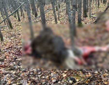 В Башкортостане охотники незаконно подстрелили лося и разделали тушу животного прямо в лесу