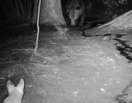 В фотоловушку нацпарка «Башкирия» попала встреча медведя с неизвестным зверем