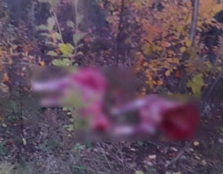 В Башкортостане охотник спрятал разделанные туши двух незаконно убитых лосей в палас