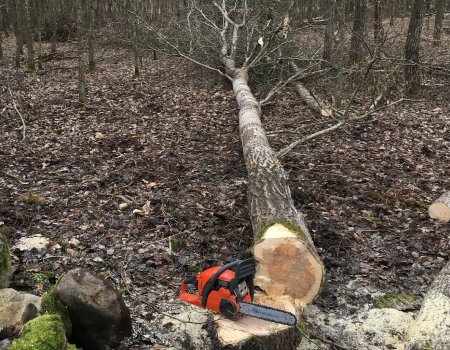 На жителя Башкортостана рухнуло дерево