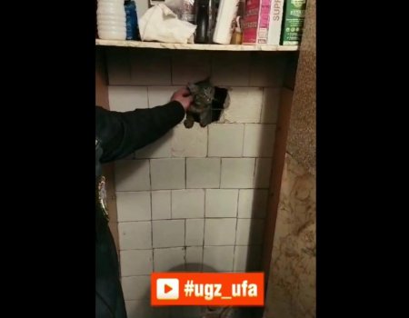 В Уфе спасли упавшего в вентиляционный канал котенка