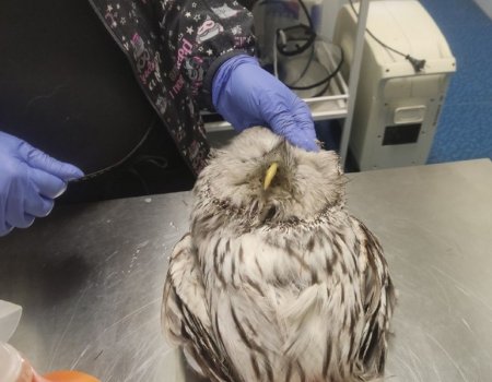 В Уфе сотрудники республиканского кардиоцентра нашли и передали волонтерам истощенную сову