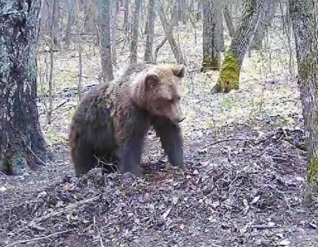 В объектив фотоловушки в Башкирии попал медведь, решивший полакомиться чужим кормом