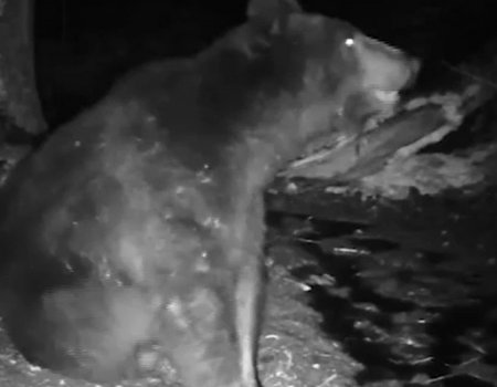 В фотоловушку нацпарка «Башкирия» вновь попались медведи