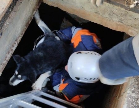Спасатели вытащили собаку из двухметрового погреба в Башкирии