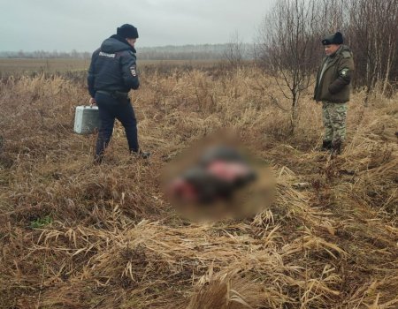 Браконьеры убили лосей в Иглинском районе Башкирии