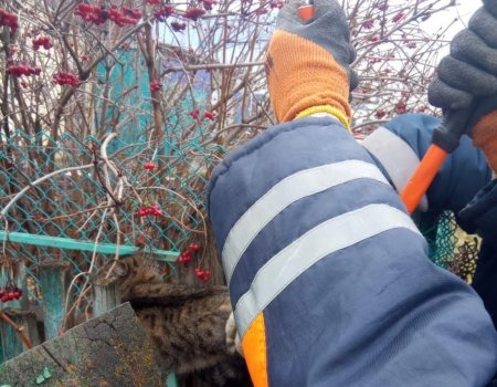 В Башкирии спасатели вызволили кошку из сетчатого «плена»