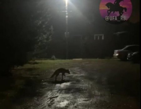 В Уфе очевидцы сняли на видео, как кот гоняется за лисой