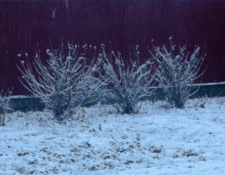 В большинстве районов Башкирии выпал снег
