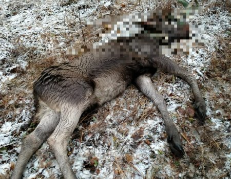 В Башкортостане обнаружили попавшего в охотничью петлю лося