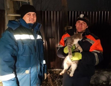 В Башкирии спасли застрявшего на электроопоре котенка