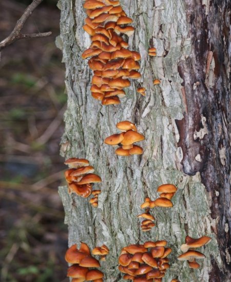 В Башкирии грибы полезли на деревья