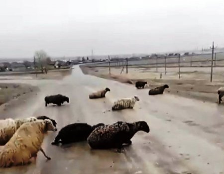 Страдают животные и люди: трасса в Башкирии превратилась в каток