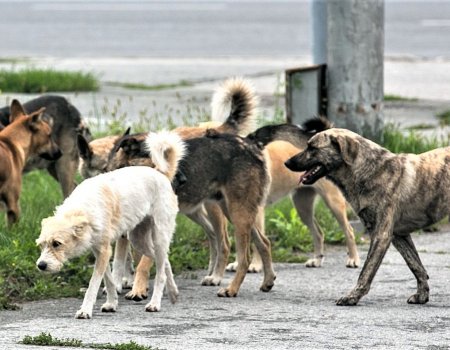 В Уфе на решение проблемы бездомных животных направят почти 48 миллионов рублей