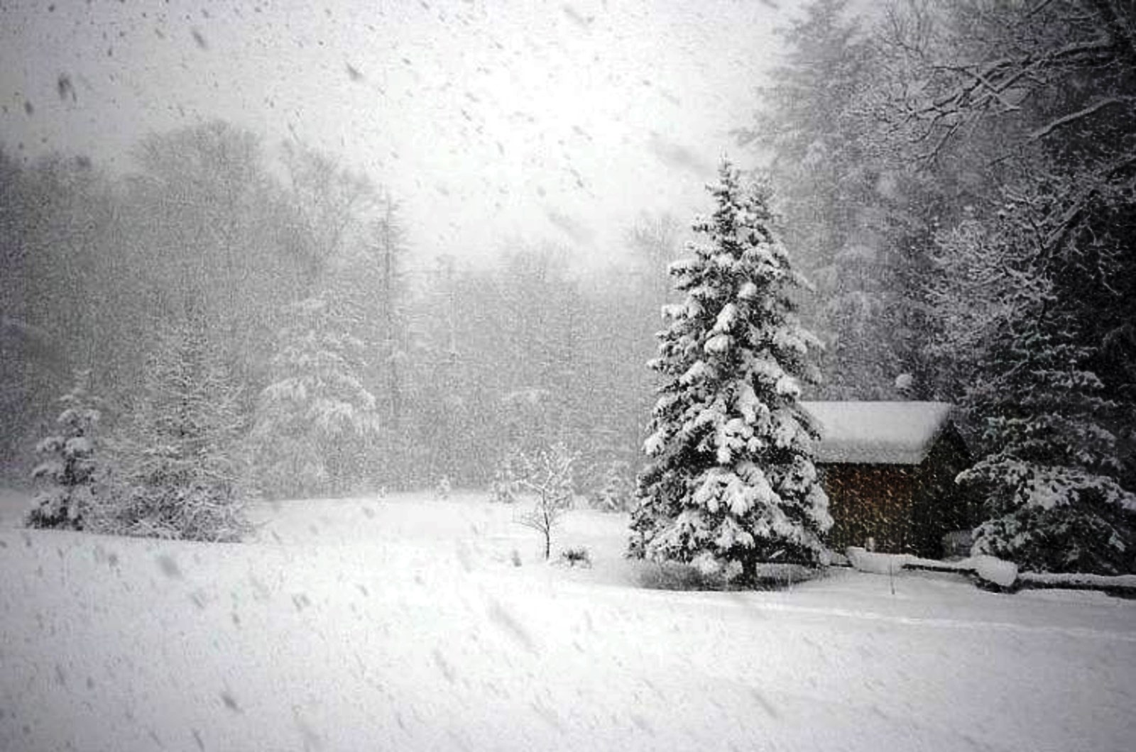 В пелене января. Снег идет. Зима метель. Зима снегопад. Падающий снег.
