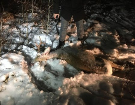 В Башкирии браконьеры убили двух косуль