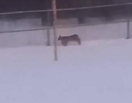 В Абзелиловском районе Башкирии местные жители встретили рысь - видео