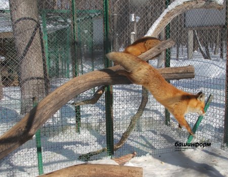 В одном из районов Башкирии установлен карантин по бешенству животных