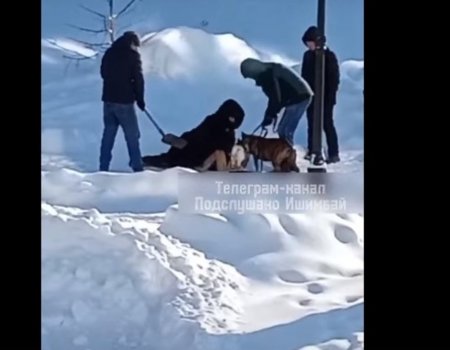 В Башкирии собака породы стафф насмерть загрызла пекинеса и напала на женщину