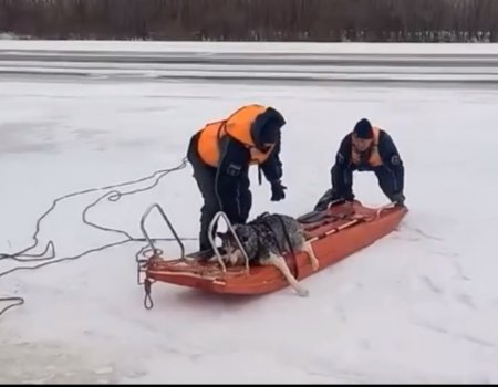 В Башкирии спасатели пришли на помощь провалившейся под лед собаке