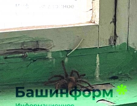Жители уфимской Черниковки обнаружили в подъезде огромного тарантула