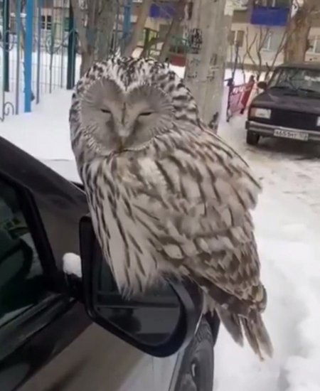 Снова неясыть: в Стерлитамаке птица устроилась на зеркале автомобиля