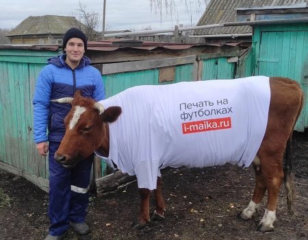 Корова из Башкирии стала рекламным «лицом» питерской компании