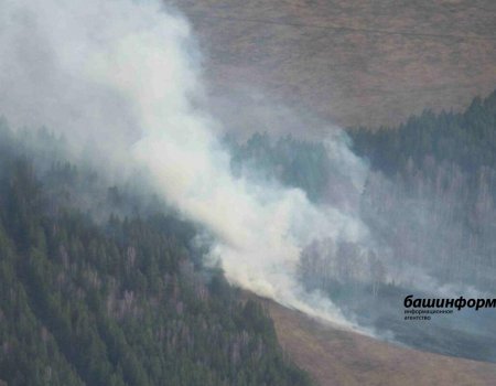 В Башкирии за сутки произошел один лесной пожар