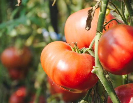 Устанете считать ведра: как получить урожай помидор в 5 раз больше с помощью двух удобрений