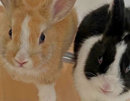 Мэр Уфы завел дома двух кроликов и попросил подписчиков помочь выбрать им имена
