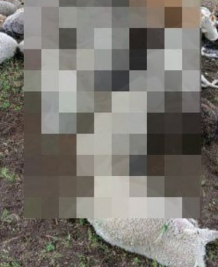 В одном из районов Башкирии молнией убило 55 овец и одну корову