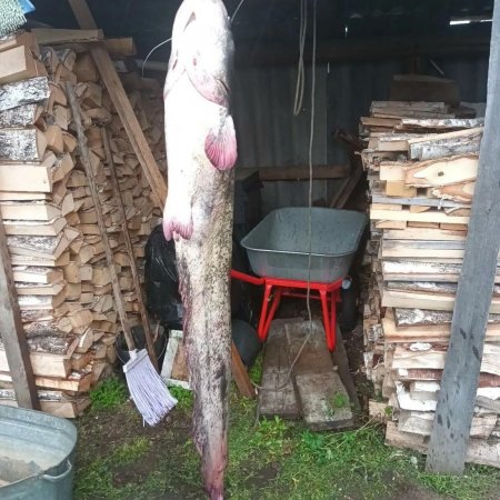 Рыбак выловил сома-гиганта на реке в Башкирии