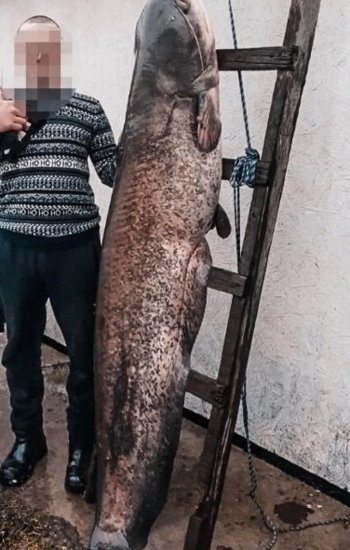 Рыбак на Юмагузинском водохранилище Башкирии выловил сома весом 50 кг