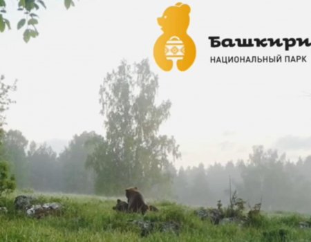 В нацпарке «Башкирия» на видео попали брачные игры медведей
