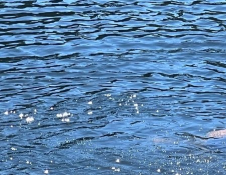 В Башкирии тело утонувшего мужчины всплыло из воды рядом с отдыхающими